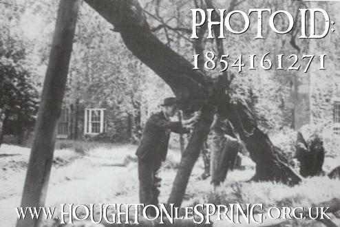 A man inspects the ancient Gilpin Thorn in the grounds of Houghton Rectory, circa 1950